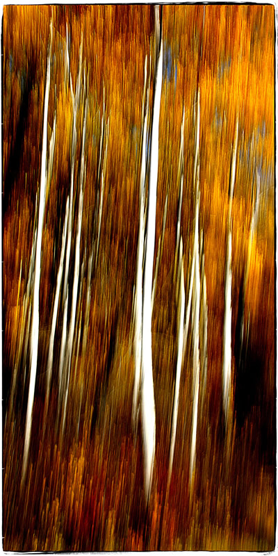 Forest by Trudy Curtis